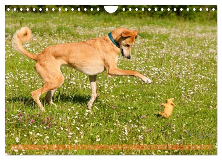 Produktbild: Witziger Windhund - Portugiesischer Galgo (Wandkalender 2026 DIN A4 quer), CALVENDO Monatskalender