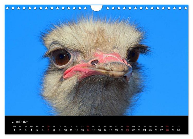 Produktbild: Strau&szlig;en-Kalender 2026 (Wandkalender 2026 DIN A4 quer), CALVENDO Monatskalender