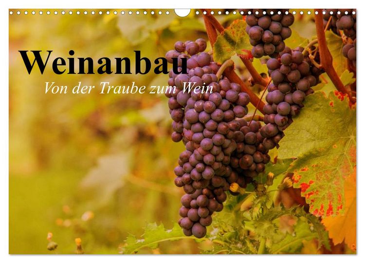 Produktbild: Weinanbau. Von der Traube zum Wein (Wandkalender 2026 DIN A3 quer), CALVENDO Monatskalender