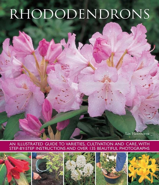 Produktbild: Rhododendrons