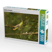 Produktbild: CALVENDO Puzzle Gemeiner Grash&uuml;pfer | 1000 Teile Lege-Gr&ouml;&szlig;e 64x48cm Foto-Puzzle f&uuml;r gl&uuml;ckliche Stunden