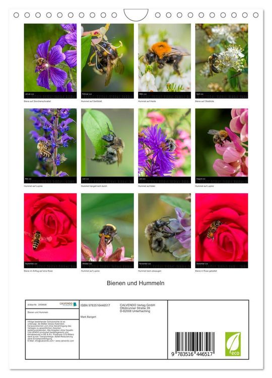 Produktbild: Bienen und Hummeln (Wandkalender 2026 DIN A4 hoch), CALVENDO Monatskalender