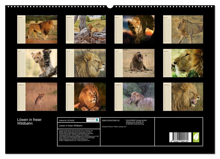 Produktbild: L&ouml;wen in freier Wildbahn (hochwertiger Premium Wandkalender 2026 DIN A2 quer), Kunstdruck in Hochglanz