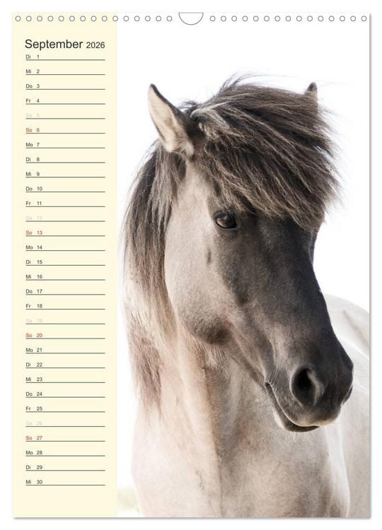 Produktbild: Islandpferde Geburtstagskalender (Wandkalender 2026 DIN A3 hoch), CALVENDO Monatskalender