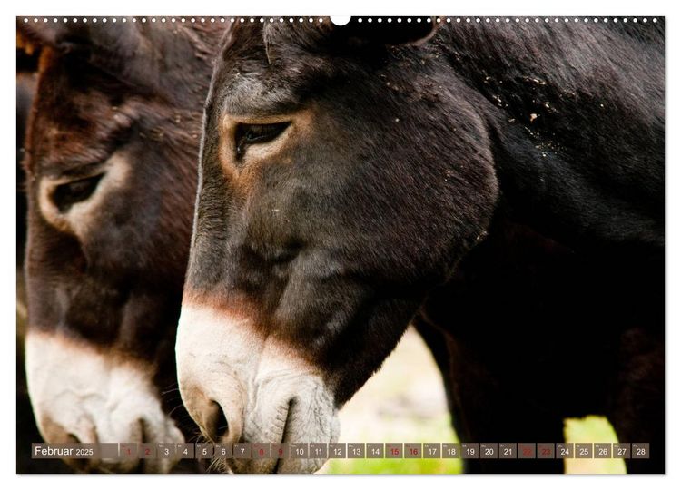 Produktbild: Bulgarische Gro&szlig;esel - Schwarze Sch&ouml;nheiten (hochwertiger Premium Wandkalender 2025 DIN A2 quer), Kunstdruck in Hochglanz