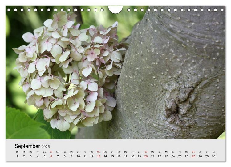 Produktbild: Hortensien Bl&uuml;hen und Vergehen (Wandkalender 2026 DIN A4 quer), CALVENDO Monatskalender