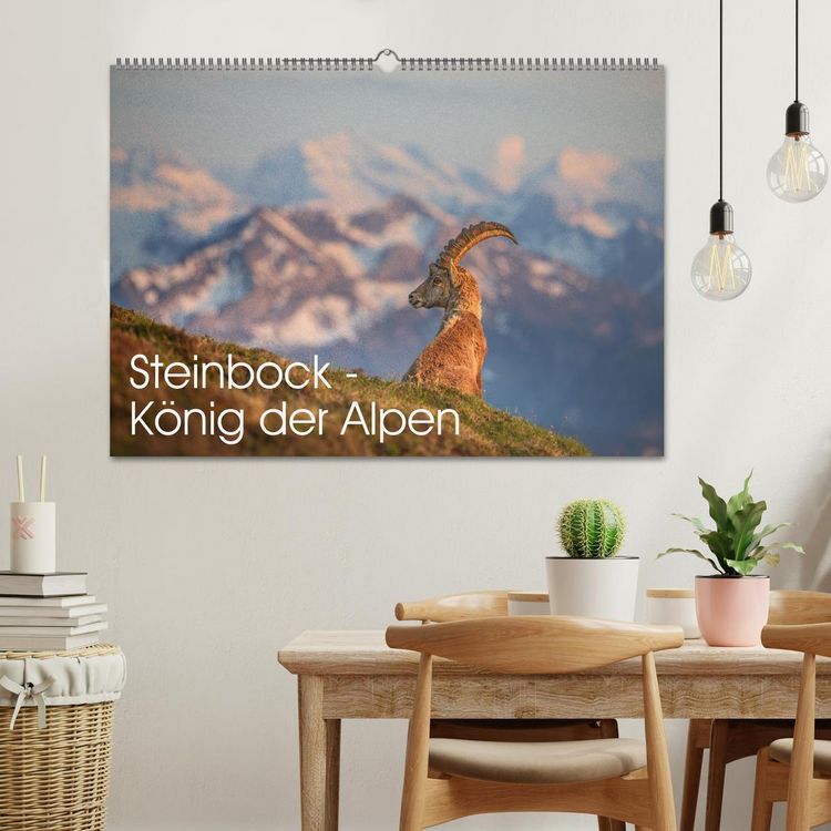 Produktbild: Steinbock - K&ouml;nig der Alpen (Wandkalender 2026 DIN A2 quer), CALVENDO Monatskalender