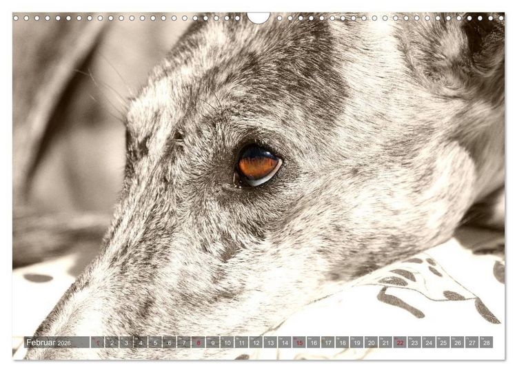 Produktbild: Galgo eye-catcher (Wandkalender 2026 DIN A3 quer), CALVENDO Monatskalender