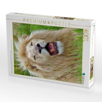Produktbild: CALVENDO Puzzle Ein Motiv aus dem Kalender KATZEN PORTRAITS Wei&szlig;e L&ouml;wen aus Afrika | 1000 Teile Lege-Gr&ouml;&szlig;e 64x48cm Foto-Puzzle f&uuml;r gl&uuml;ckliche Stunden