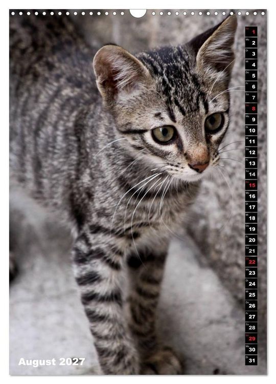 Produktbild: Istanbuls Katzen (Wandkalender 2027 DIN A3 hoch), CALVENDO Monatskalender