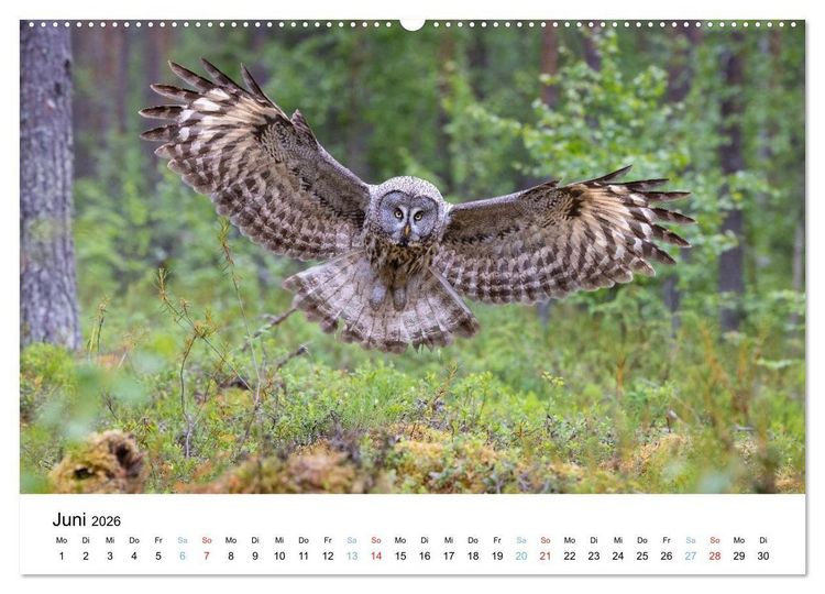 Produktbild: Tierwelt Skandinaviens (Wandkalender 2026 DIN A2 quer), CALVENDO Monatskalender