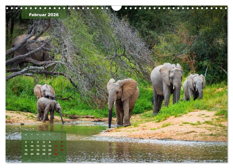 Produktbild: Auf Safari im Kruger National Park (Wandkalender 2026 DIN A3 quer), CALVENDO Monatskalender