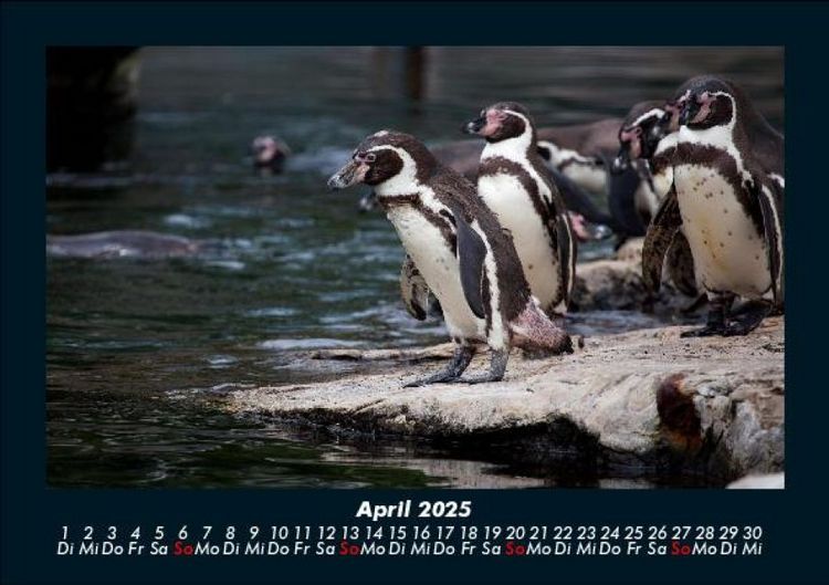 Produktbild: Pinguine & Eisb&auml;ren 2025 Fotokalender DIN A5