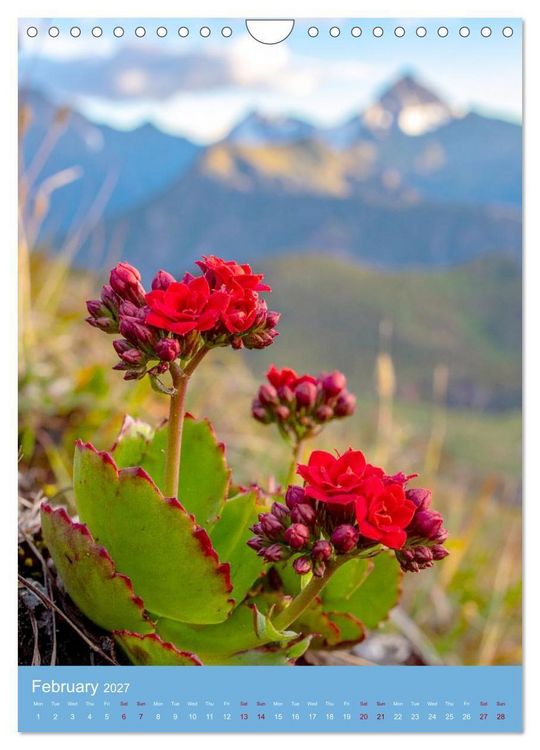 Produktbild: Succulents in Many Shapes (Wall Calendar 2027 DIN A4 portrait), CALVENDO 12 Month Wall Calendar