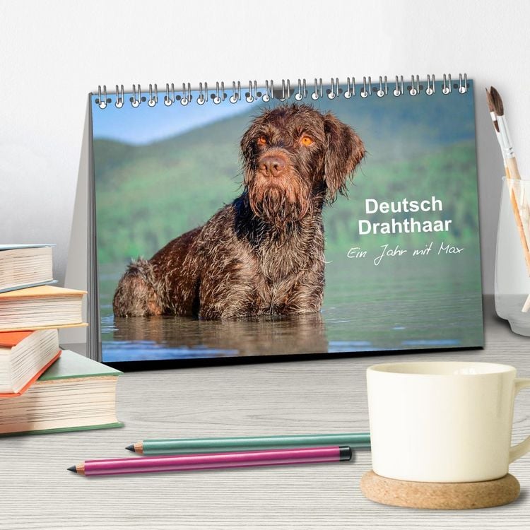 Produktbild: Deutsch Drahthaar - Ein Jahr mit Max (Tischkalender 2026 DIN A5 quer), CALVENDO Monatskalender