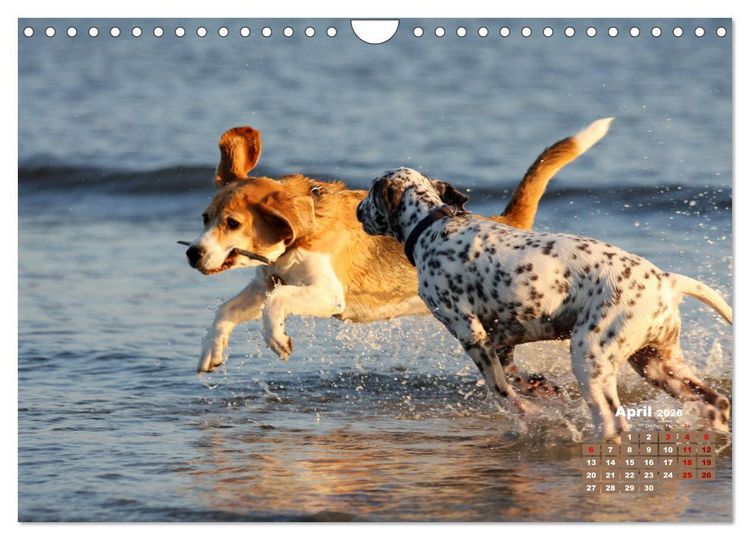 Produktbild: Ein Dalmatiner und ein Beagle - Auf der maritimen Jagd nach dem weltbesten Stock (Wandkalender 2026 DIN A4 quer), CALVENDO Monatskalender