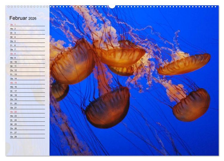 Produktbild: Quallen. Die Welt der Medusen (hochwertiger Premium Wandkalender 2026 DIN A2 quer), Kunstdruck in Hochglanz
