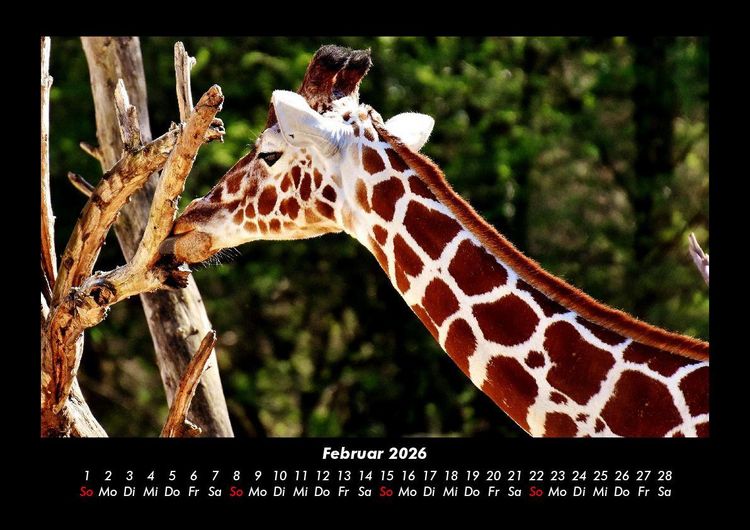 Produktbild: Giraffen 2026 Fotokalender DIN A3