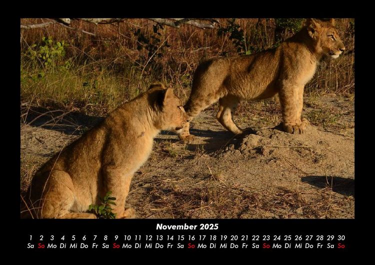 Produktbild: L&ouml;wen in der Wildnis 2025 Fotokalender DIN A3