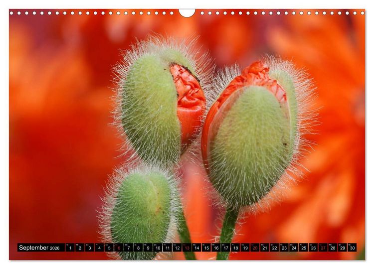 Produktbild: MOHNBL&Uuml;TEN (Wandkalender 2026 DIN A3 quer), CALVENDO Monatskalender