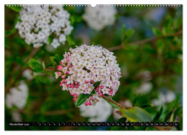 Produktbild: Kleine Blumen ganz gro&szlig; (hochwertiger Premium Wandkalender 2026 DIN A2 quer), Kunstdruck in Hochglanz