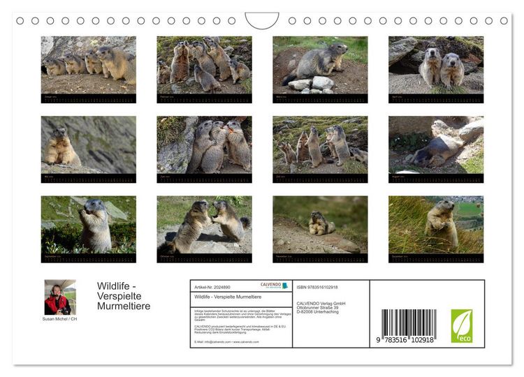 Produktbild: Wildlife - Verspielte Murmeltiere (Wandkalender 2026 DIN A4 quer), CALVENDO Monatskalender