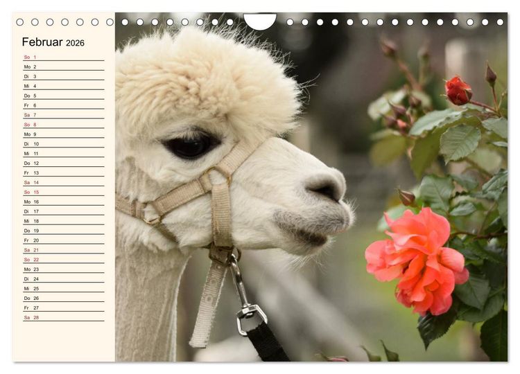 Produktbild: Alpakas im Blumenzauber (Wandkalender 2026 DIN A4 quer), CALVENDO Monatskalender
