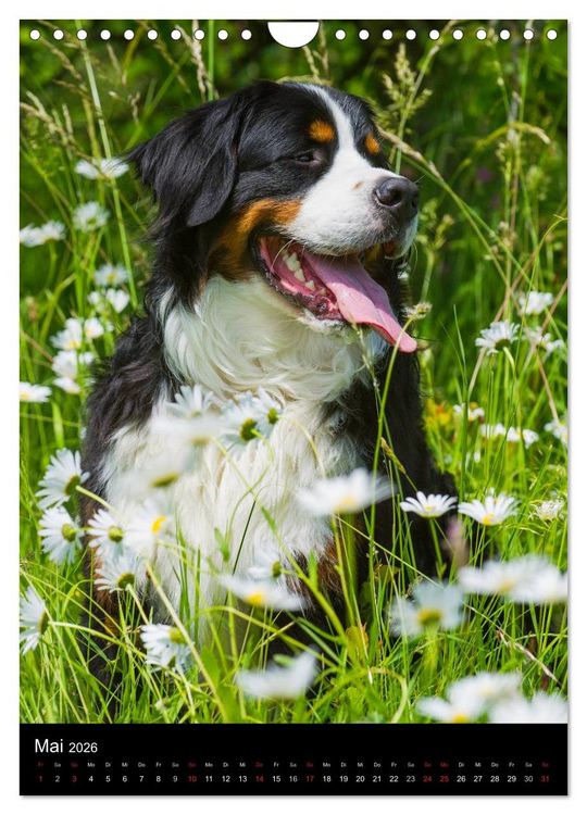 Produktbild: Berner Sennenhund 2026 (Wandkalender 2026 DIN A4 hoch), CALVENDO Monatskalender