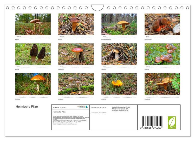 Produktbild: Heimische Pilze (Wandkalender 2026 DIN A4 quer), CALVENDO Monatskalender