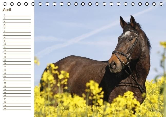 Produktbild: Der Pferde-Geburtstagskalender (Tischkalender immerw&auml;hrend DIN A5 quer)