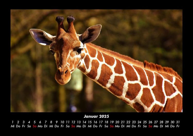 Produktbild: Giraffen 2025 Fotokalender DIN A3