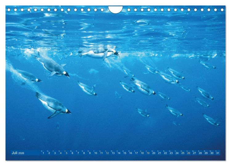 Produktbild: Tauchen: Wunderbares tiefblaues Meer (Wandkalender 2026 DIN A4 quer), CALVENDO Monatskalender