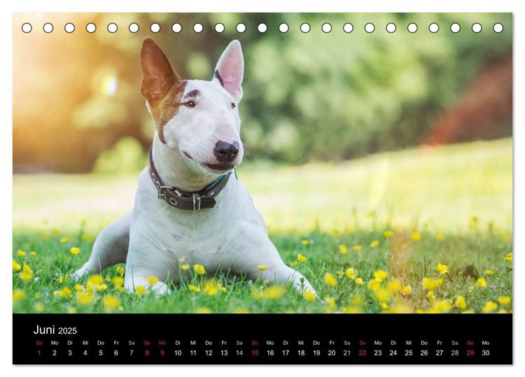Produktbild: Bullterrier (Tischkalender 2025 DIN A5 quer), CALVENDO Monatskalender