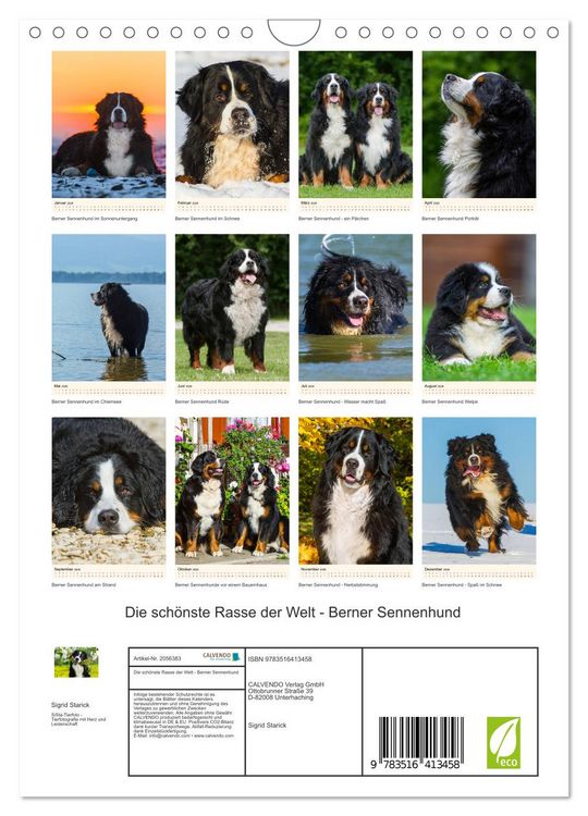 Produktbild: Die sch&ouml;nste Rasse der Welt - Berner Sennenhund (Wandkalender 2026 DIN A4 hoch), CALVENDO Monatskalender