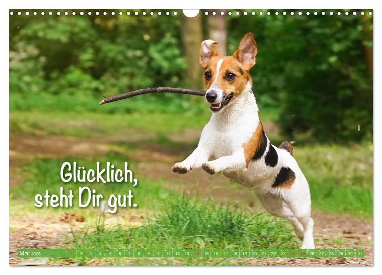 Produktbild: Jack Russell Terrier: Komm spielen (Wandkalender 2026 DIN A3 quer), CALVENDO Monatskalender