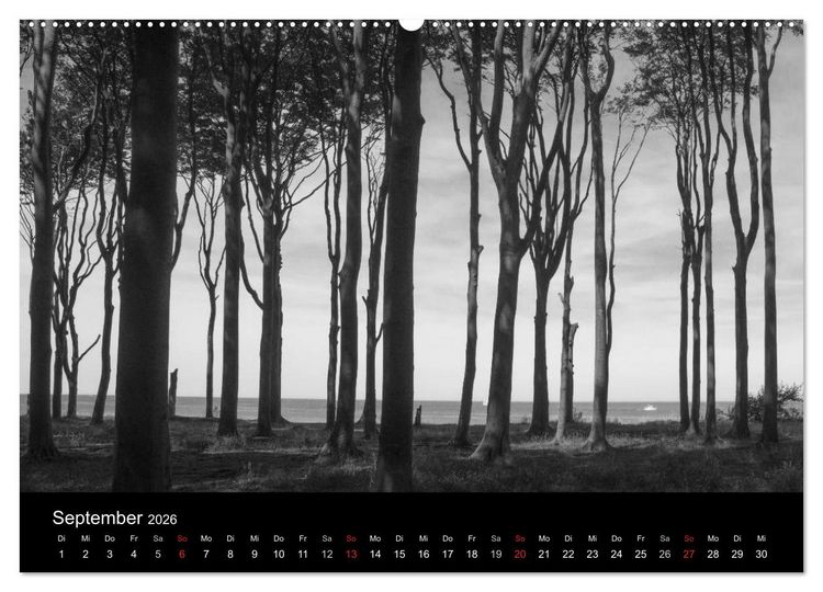 Produktbild: B&auml;ume trees 2026 (Wandkalender 2026 DIN A2 quer), CALVENDO Monatskalender