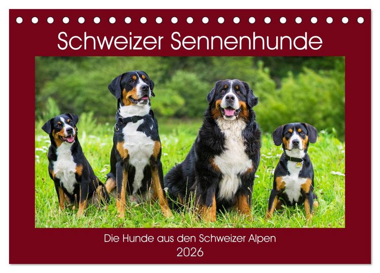Produktbild: Schweizer Sennenhunde - die Hunde aus den Schweizer Alpen (Tischkalender 2026 DIN A5 quer), CALVENDO Monatskalender