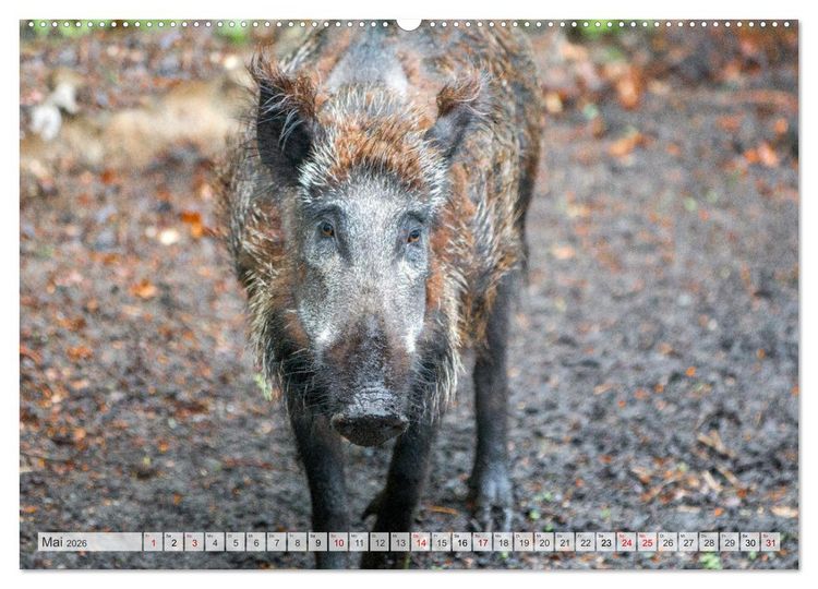 Produktbild: Wildschweine - Im Schatten des Waldes (hochwertiger Premium Wandkalender 2026 DIN A2 quer), Kunstdruck in Hochglanz