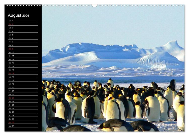 Produktbild: Pinguine - Kaiser- und K&ouml;nigspinguine (hochwertiger Premium Wandkalender 2026 DIN A2 quer), Kunstdruck in Hochglanz