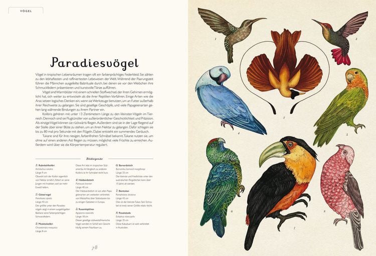 Produktbild: Das Museum der Tiere