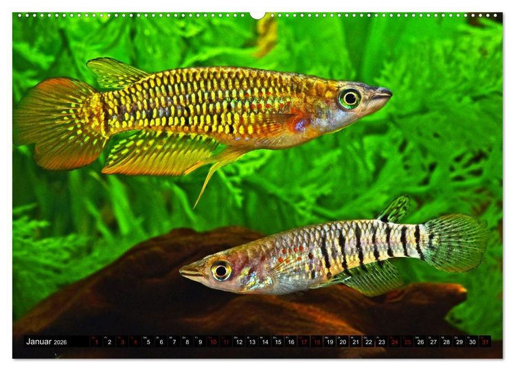 Produktbild: Beliebte Fische der Welt (Wandkalender 2026 DIN A2 quer), CALVENDO Monatskalender