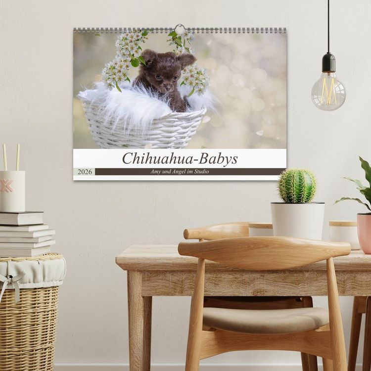 Produktbild: Chihuahua-Babys - Amy und Angel im Studio (Wandkalender 2026 DIN A3 quer), CALVENDO Monatskalender
