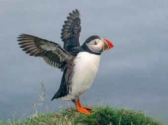 Produktbild: CALVENDO Puzzle Puffin | 2000 Teile Lege-Gr&ouml;&szlig;e 90x67cm Foto-Puzzle f&uuml;r gl&uuml;ckliche Stunden