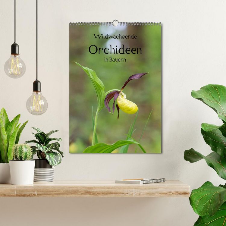Produktbild: Wildwachsende Orchideen in Bayern (Wandkalender 2026 DIN A3 hoch), CALVENDO Monatskalender
