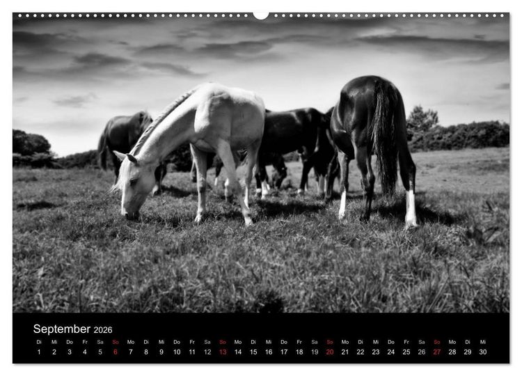 Produktbild: Pferde 2026 Wild Thing (Wandkalender 2026 DIN A2 quer), CALVENDO Monatskalender