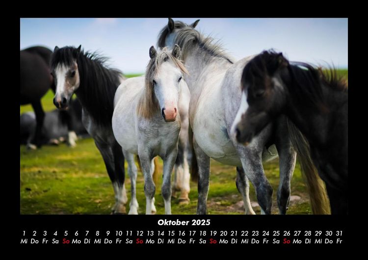 Produktbild: Die Welt der Pferde 2025 Fotokalender DIN A3