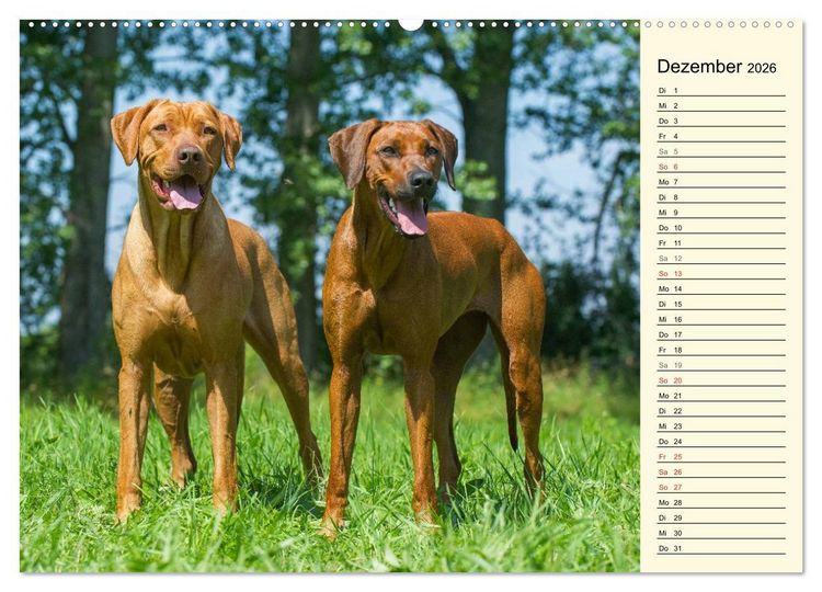 Produktbild: Rhodesian Ridgeback 2026 (hochwertiger Premium Wandkalender 2026 DIN A2 quer), Kunstdruck in Hochglanz
