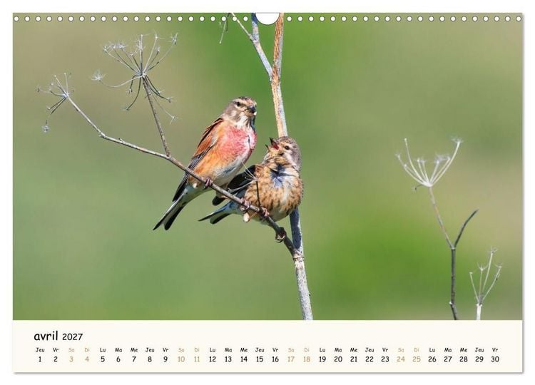 Produktbild: Chuchotements d'ailes - Une ann&eacute;e dans l'intimit&eacute; des oiseaux (Calendrier mural 2027 DIN A3 vertical), CALVENDO calendrier mensuel