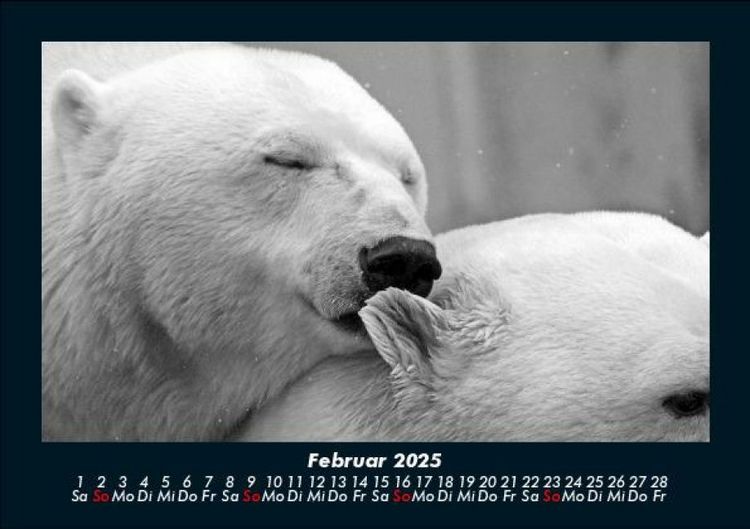 Produktbild: Eisb&auml;ren 2025 Fotokalender DIN A5