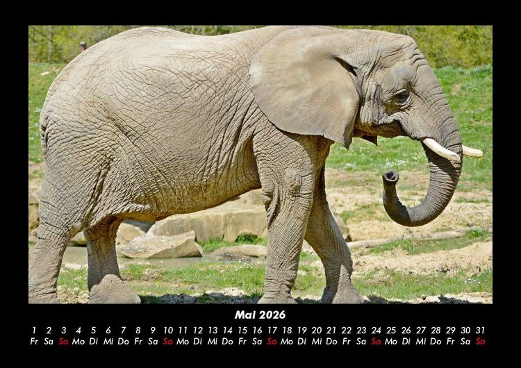 Produktbild: Der Elefantenkalender 2026 Fotokalender DIN A3